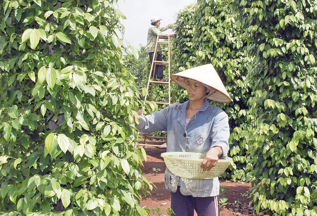 Vận chuyển gia vị tiêu từ Kiên Giang đi Úc nhanh chóng và tiết kiệm 