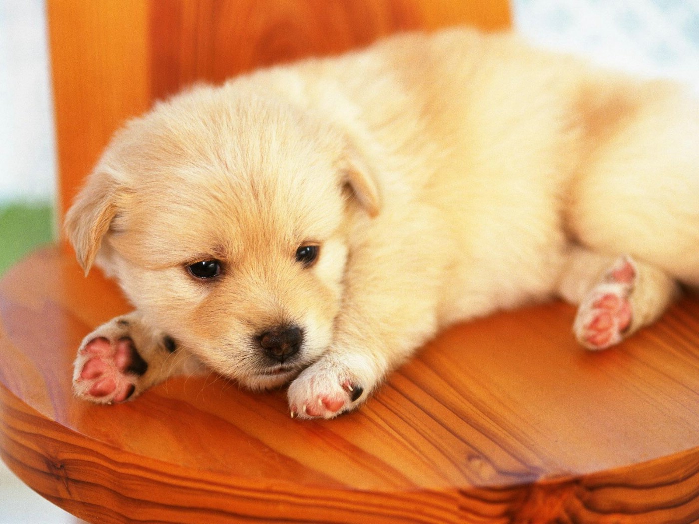 Dịch Vụ Vận Chuyển Thú Cưng Dịp Tết – An Toàn, Uy Tín, Yên Tâm Đoàn Viên